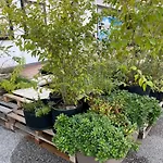 Balabuska & Garden