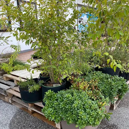 Balabuska Rooms&garden